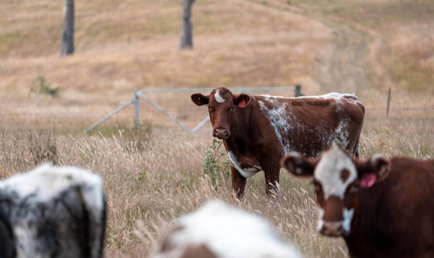 Jakie słupki do pastucha wybrać?